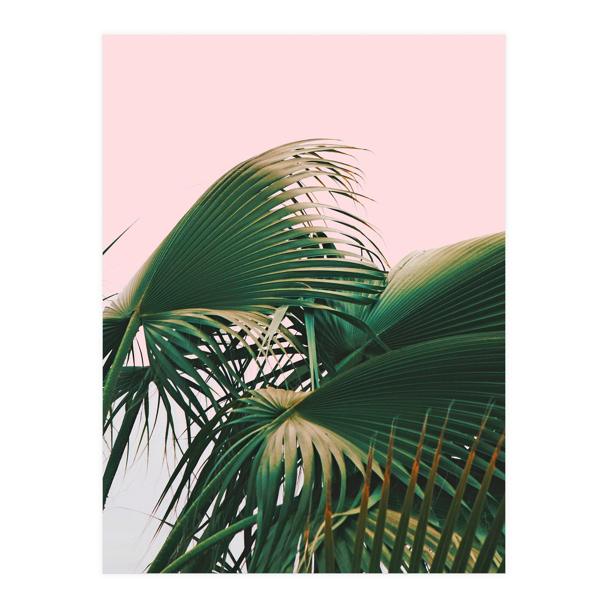 Palm Love (Print Only)