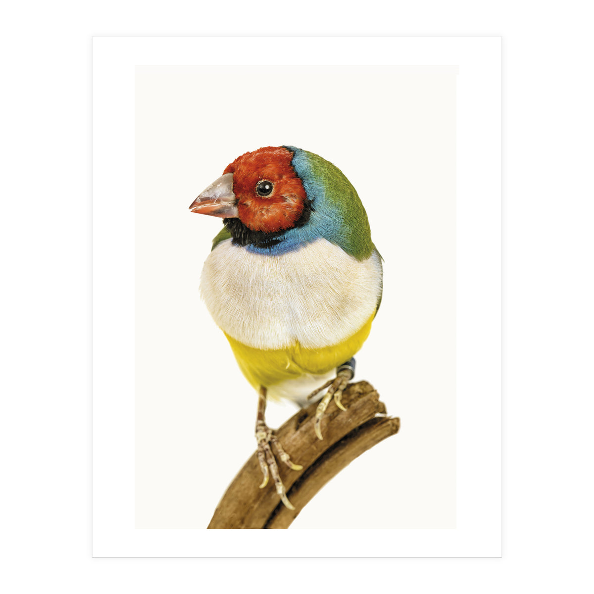 Cc Birds 06 (Print Only)