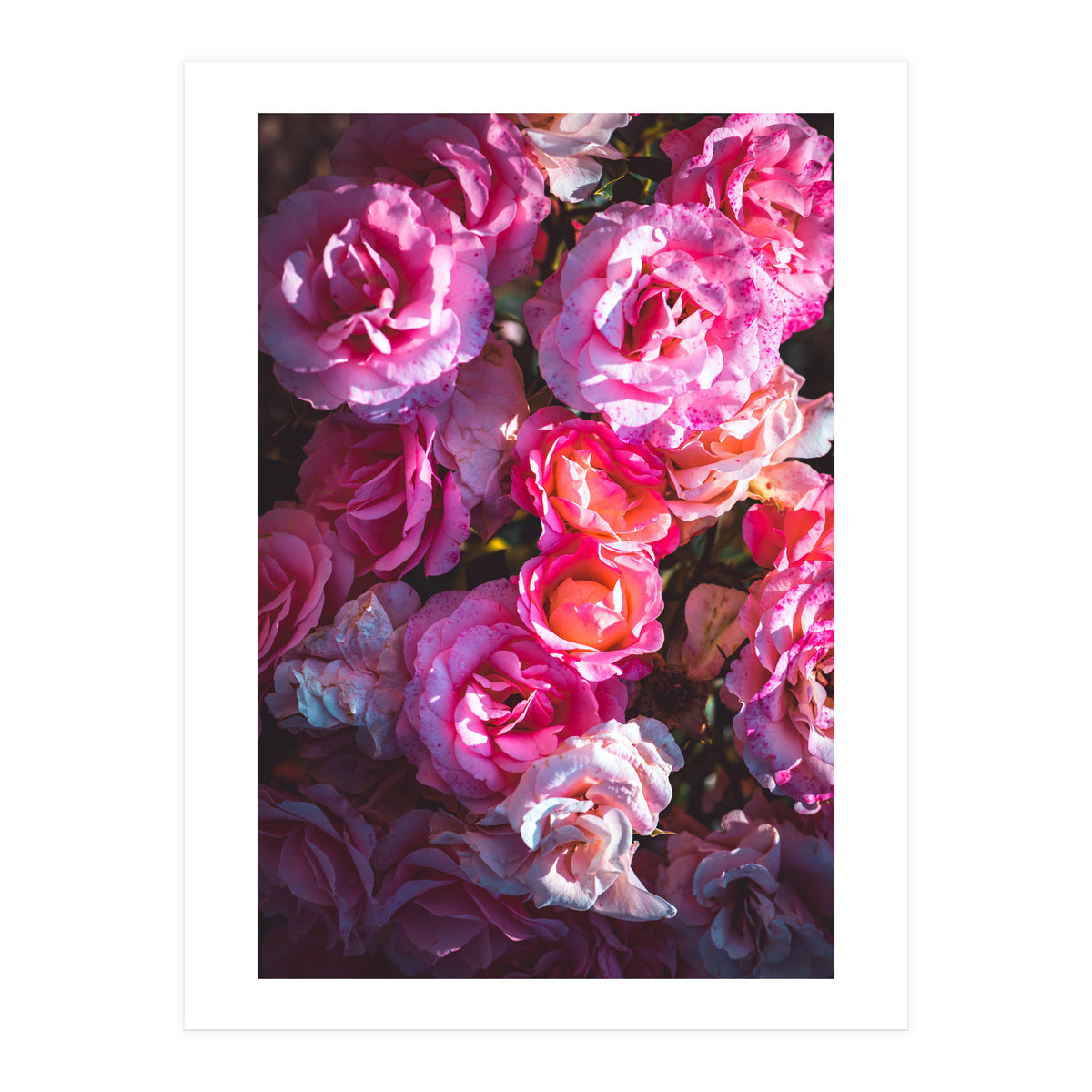Rose Flowers (Print Only)