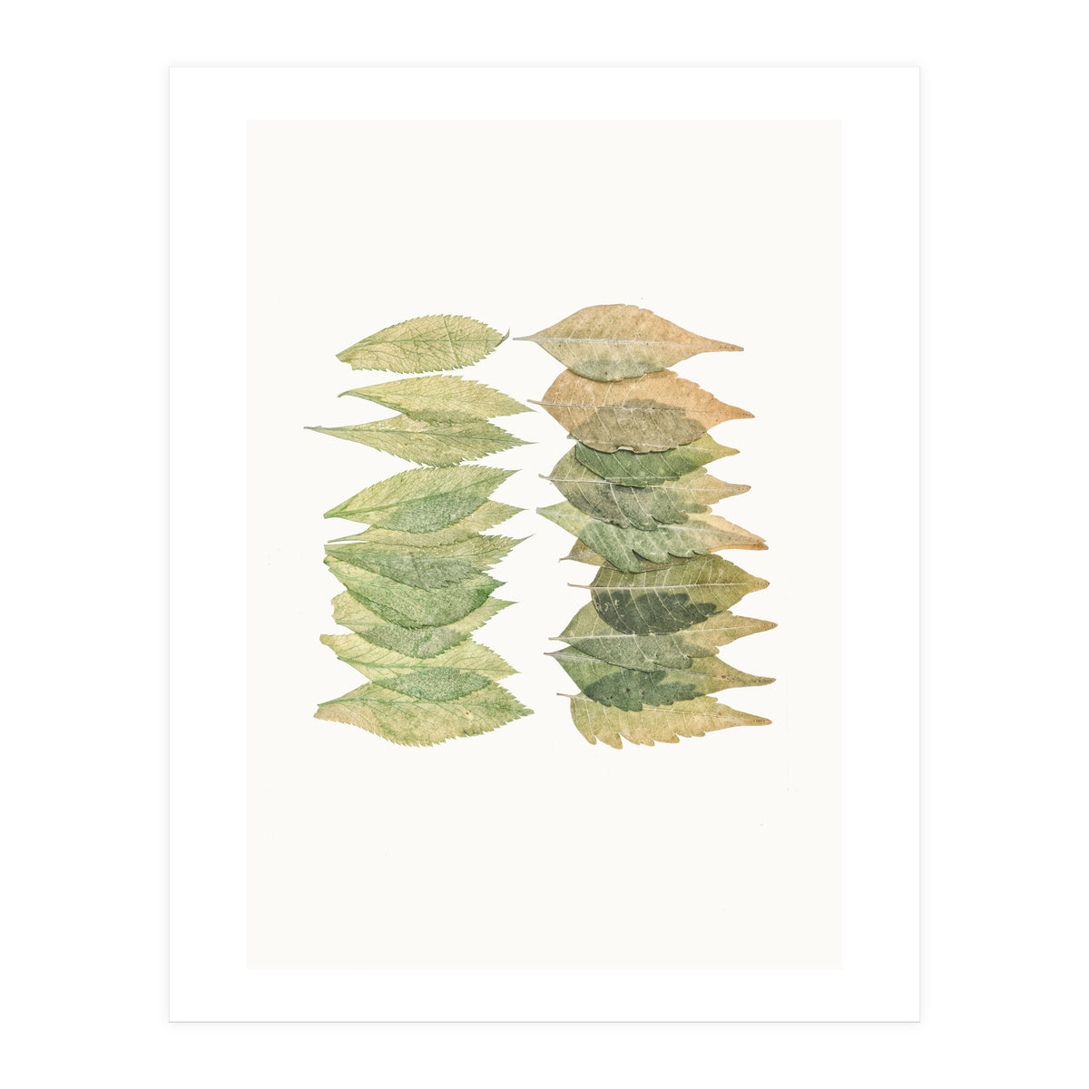 Cc Leaves 01 (Print Only)