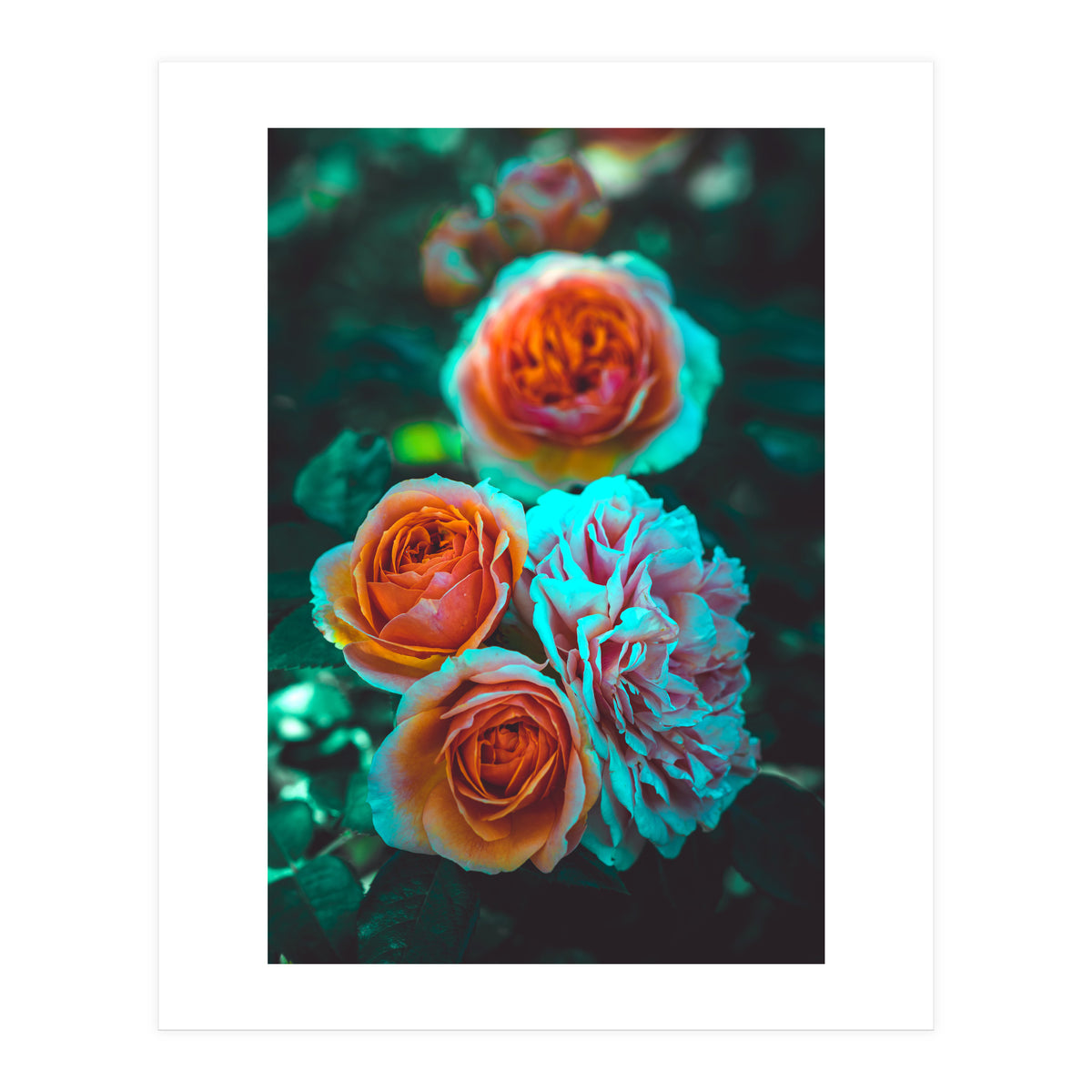 Rose Flowers (Print Only)