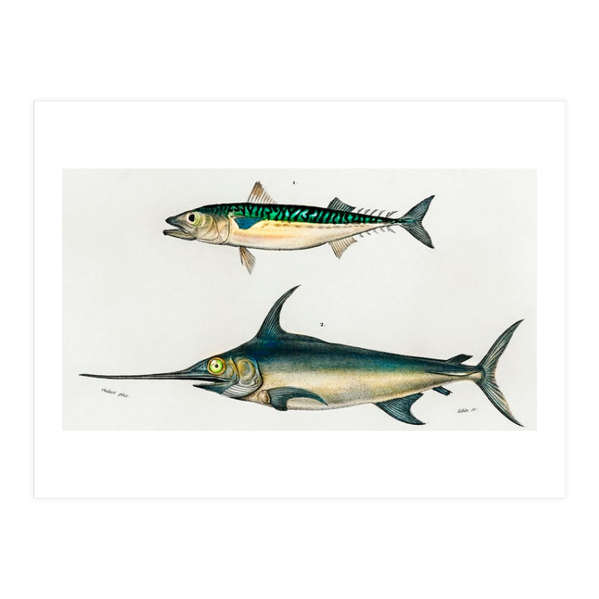Different types of fishes illustrated (Print Only)