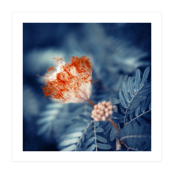 Acacia Flower (Print Only)