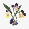 Wild Violets portrait