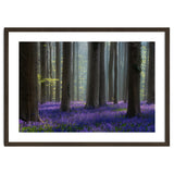 Bluebell forest thumbnail