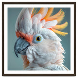 Salmon Crested Cockatoo Close Up Portrait thumbnail
