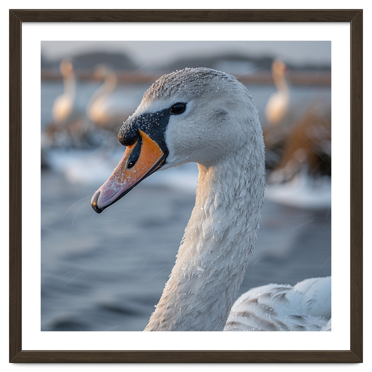 Majestic Swan Portrait In Snowy Waters