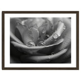Ethereal Monochromatic Rose Petal Macro thumbnail