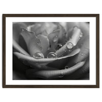 Ethereal Monochromatic Rose Petal Macro