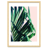 Palm V2 thumbnail