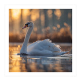 Majestic Swan Gliding On Water At Sunset (Print Only) thumbnail