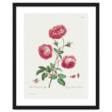 John Edwards – Larger Provence Rose (1770–1775) thumbnail