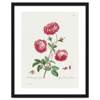 John Edwards – Larger Provence Rose (1770–1775)