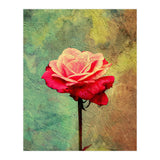 A Vibrant Red Rose  (Print Only) thumbnail