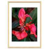 Red Indian Shot Flower thumbnail