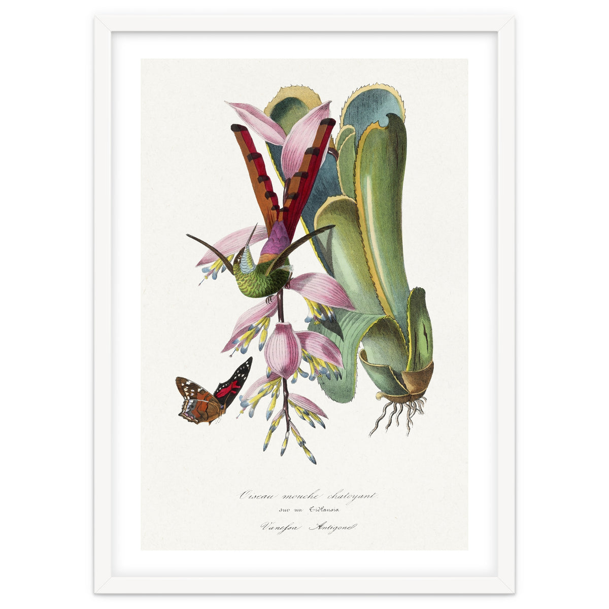 Paul Gervais – Hummingbird Painting (1842)