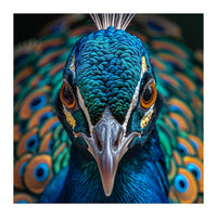Majestic Peacock  (Print Only)