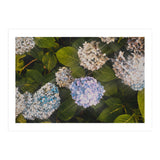 Hydrangeas | Landscape (Print Only) thumbnail