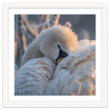Close Up Of A Swan Covered In Frost And Dew thumbnail
