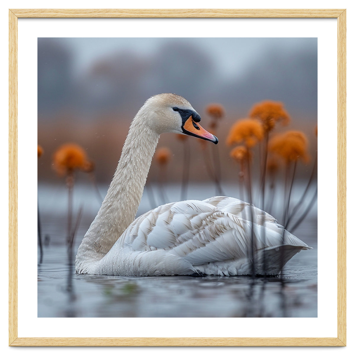 White Swan Swimming In A Lake With Reeds