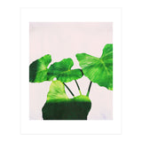 Taro Dimensionality (Print Only) thumbnail