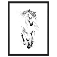 Runninh Ghorse In Water