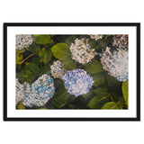 Hydrangeas | Landscape thumbnail