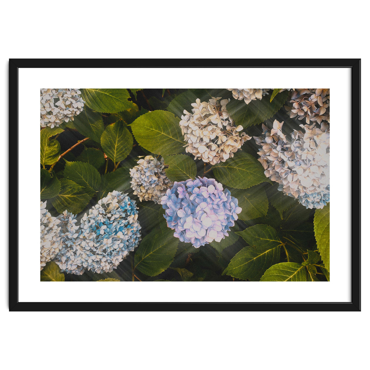 Hydrangeas | Landscape