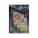 Evolving (Print Only) thumbnail