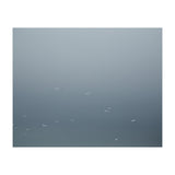 Flying Segulls in thet winter sky (Print Only) thumbnail