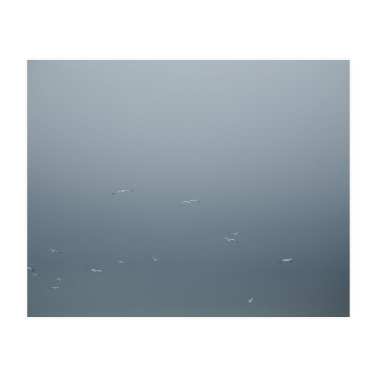 Flying Segulls in thet winter sky (Print Only)