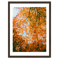Autumn Leaves