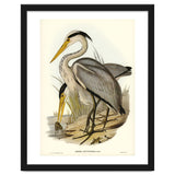 Elizabeth Gould – Great Grey Heron (Ardea leucophaea) | Birds of Australia Illustration thumbnail