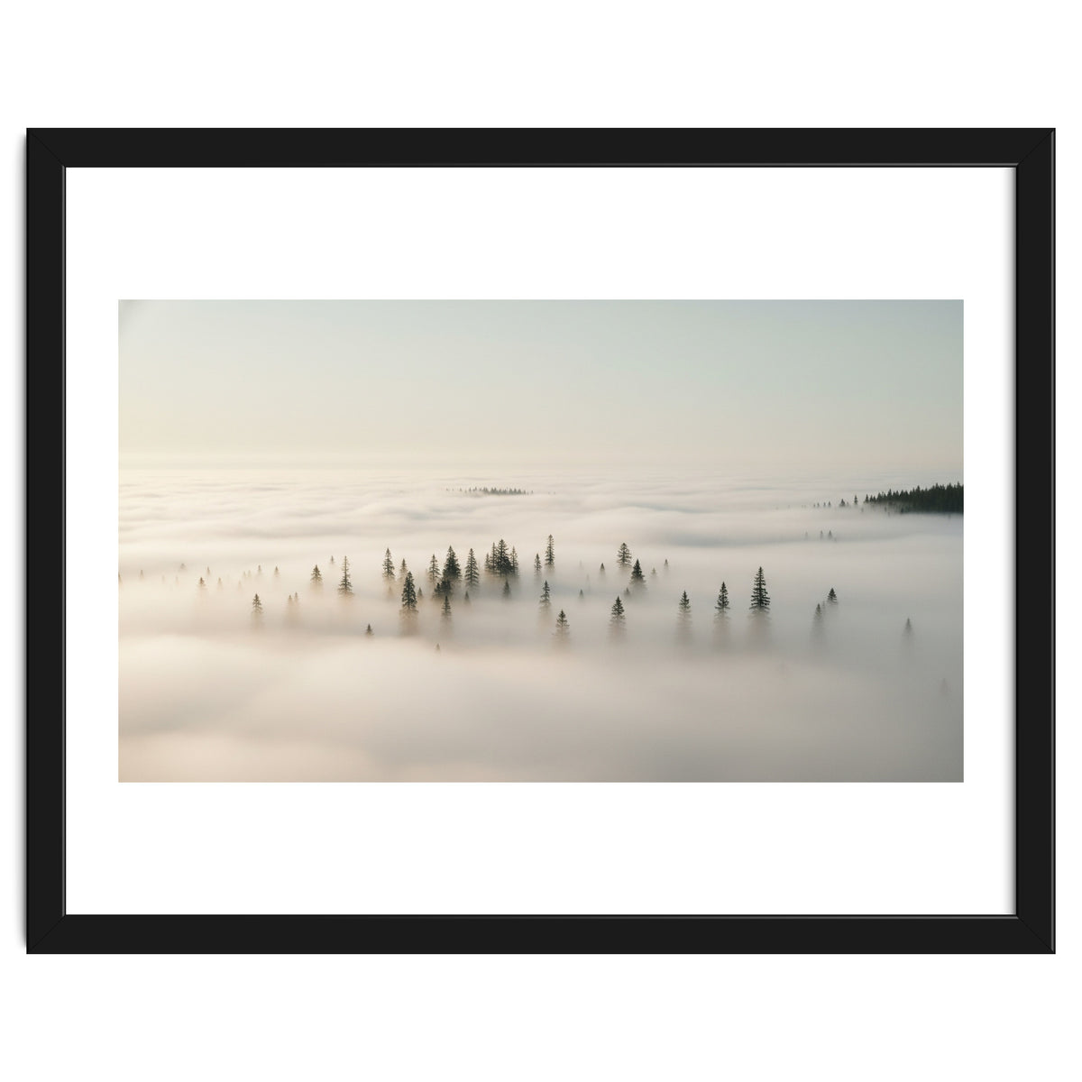 Misty Peaks: Pine Forest Above the Clouds