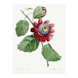 Pierre-Joseph Redouté & Henry Joseph Redouté – Passiflore Ailée (1827) (Print Only) thumbnail