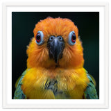Close Up Sun Conure Parrot Portrait Eyes thumbnail