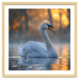Beautiful Swan Floating On Water At Sunset thumbnail