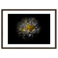 Backyard Flowers No 25 Color Flow Version