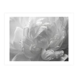Ethereal Monochromatic Peony Petal Macro (Print Only) thumbnail