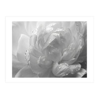 Ethereal Monochromatic Peony Petal Macro (Print Only)