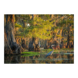 Heron in the swamps (Print Only) thumbnail