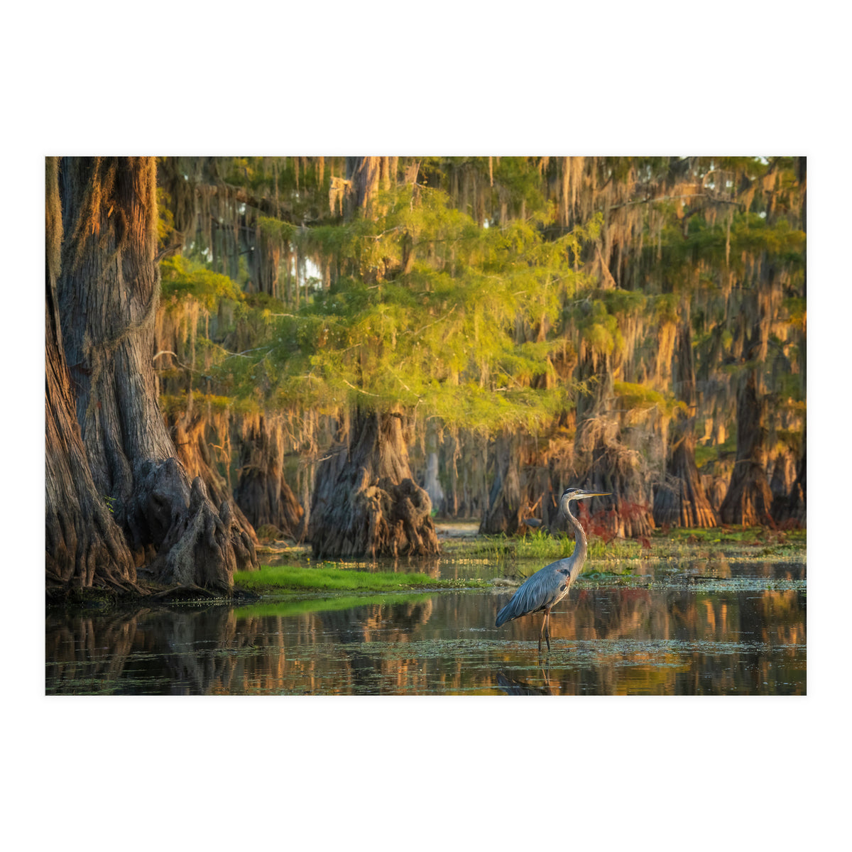 Heron in the swamps (Print Only)