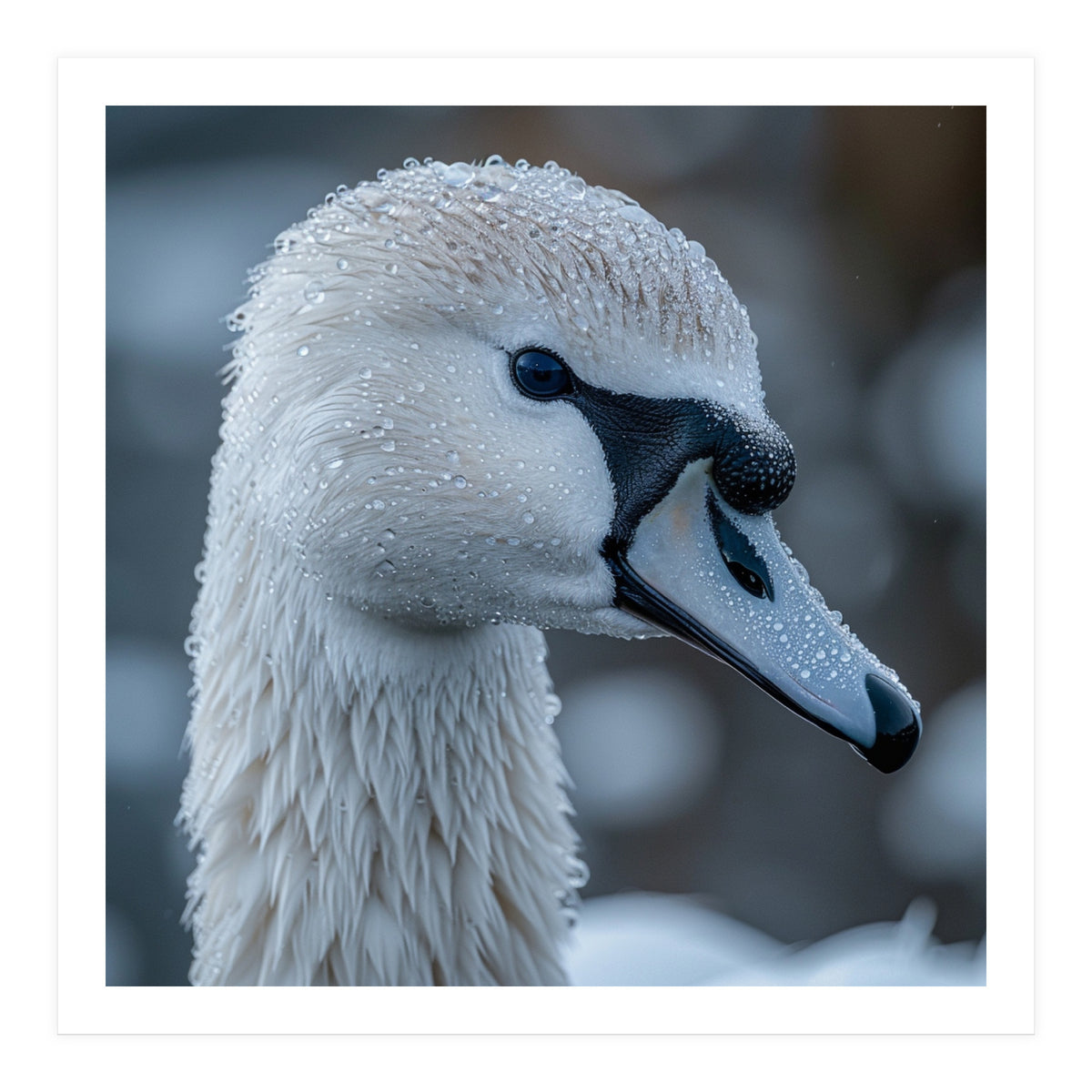 Close Up Of A Swan Head Covered In Water Droplets (Print Only)