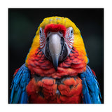 Close Up Portrait Of A Colorful Macaw Parrot (Print Only) thumbnail