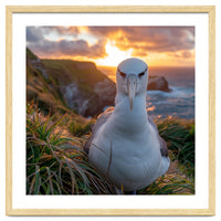 Albatross Bird On Grassy Cliff At Sunset