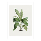 Areca Palm (Hand Drawn Botanical Illustration) (Print Only) thumbnail