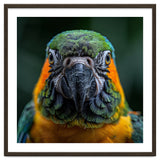 Blue And Gold Macaw Face Focused Portrait thumbnail