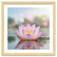 Ethereal Lotus Bloom: Serene Botanical Reflection