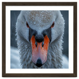 Close Up Of A Swan's Face With Water Droplets thumbnail