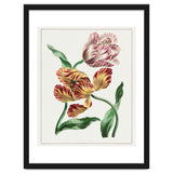 John Edwards – Various Tulips (1791) thumbnail